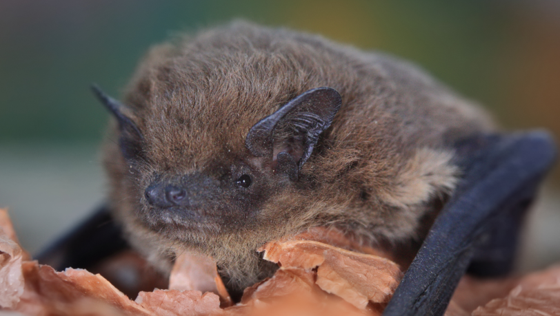 Eine Zwergfledermaus ist so winzig, dass sie in eine Streichholzschachtel passen würde. Eine Zwergfledermaus ist so winzig, dass sie in eine Streichholzschachtel passen würde.