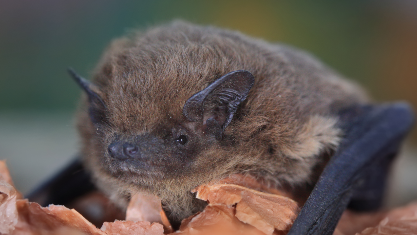 Eine Zwergfledermaus ist so winzig, dass sie in eine Streichholzschachtel passen würde. In Bayern leiden Fledermäuse unter Nahrungsnot.