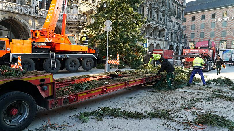 Der Baum hat ganz schön Nadeln gelassen.