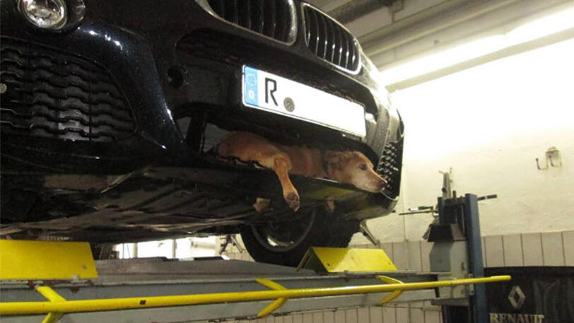 Hund Bruno hat die neue "Hunde-Luke" von BMW gefunden.