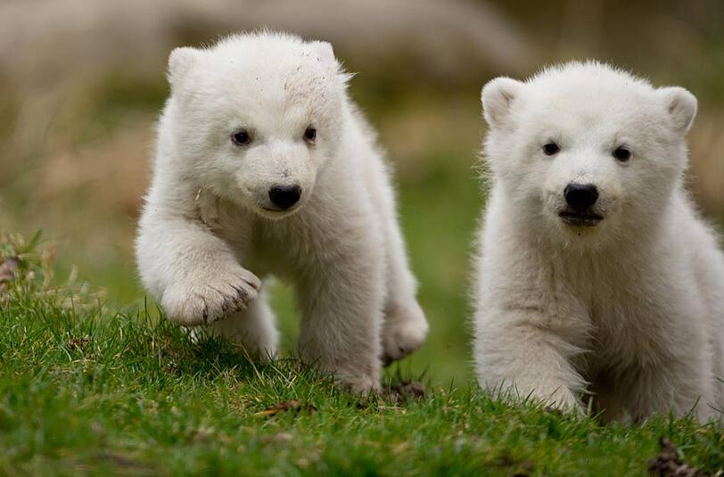 Vorstellung Eisbären Hellabrunn