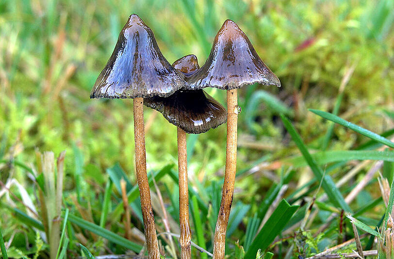 Ein gefährlicher "Magic Mushroom" ist der Spitzkegelige Kahlkopf. Er enthält die Substanzen Psilocybin und Psilocin, die rauschhafte Zustände mit Halluzinationen auslösen &ndash; ähnlich wie bei einem LSD-Trip.