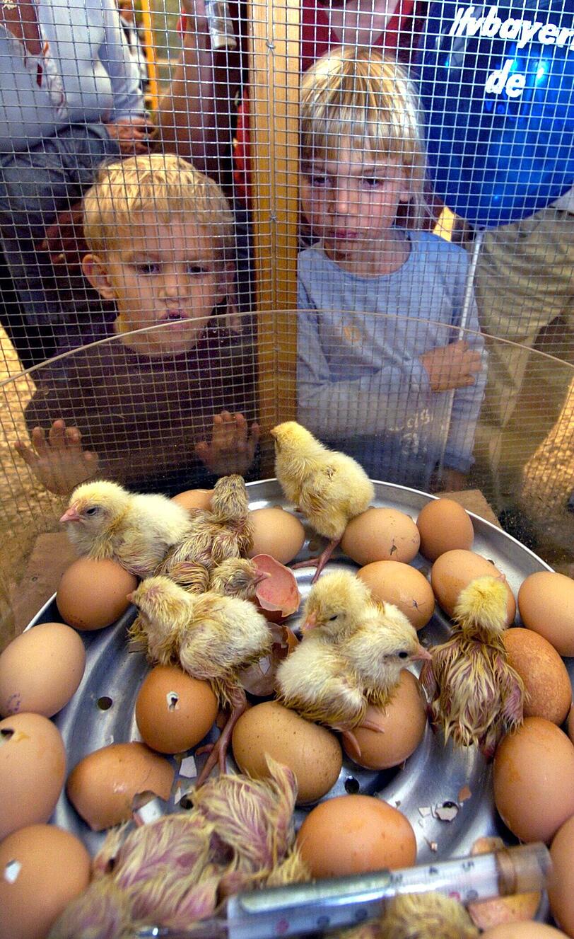 Kinder können beim Zentral-Landwirtschaftsfest (ZLF) vieles anschauen: Zum Beispiel wie Küken aus dem Ei schlüpfen.