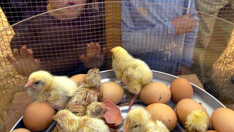 Kinder können beim Zentral-Landwirtschaftsfest (ZLF) vieles anschauen: Zum Beispiel wie Küken aus dem Ei schlüpfen.