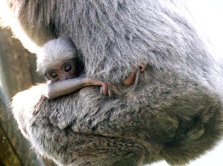 Silbergibbon-Mama Pangrango mit ihrem Baby