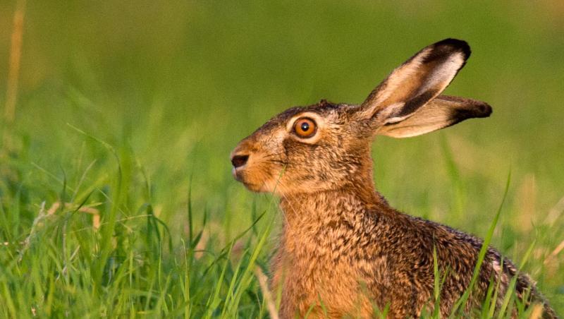 Im Landkreis Ansbach gibt es einen Fall von Hasenpest. Im Landkreis Ansbach gibt es einen Fall von Hasenpest.