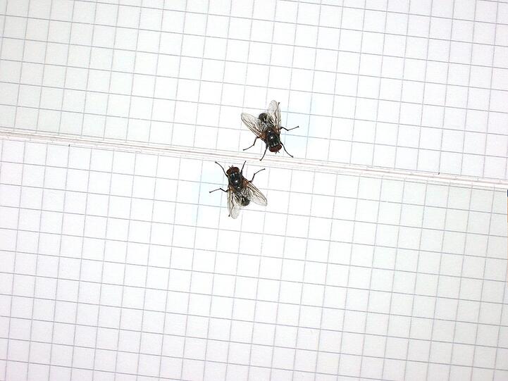 "To kill two birds with one stone", zwei Vögel mit einem Stein töten, drückt das Gleiche aus wie der deutsche Spruch "zwei Fliegen mit einer Klappe schlagen": Eine Aktion ausführen, doppelten Nutzen davon haben. "To kill two birds with one stone", zwei Vögel mit einem Stein töten, drückt das Gleiche aus wie der deutsche Spruch "zwei Fliegen mit einer Klappe schlagen": Eine Aktion ausführen, doppelten Nutzen davon haben.