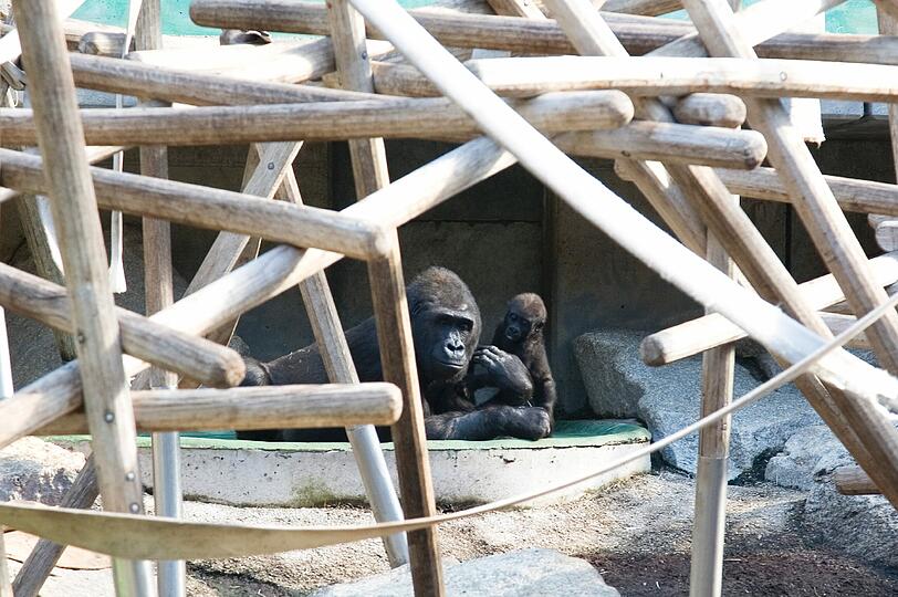 Weitere Bilder aus dem Gorilla-Gehege nach der Taufe.