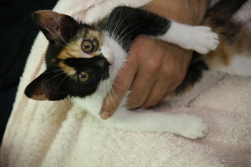 Katzenwelpe, 8-10 Wochen alt, gefunden am 21. Juni 2015 in Ramersdorf.