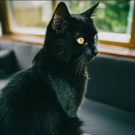 Django