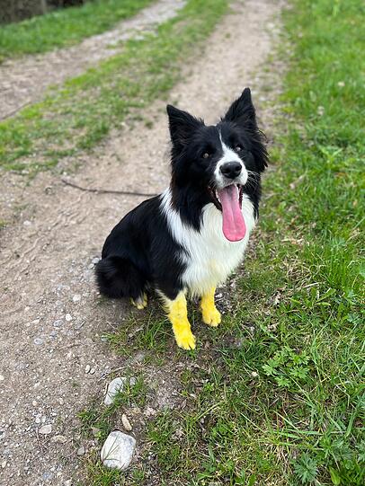 Laika bringt uns jeden Tag zum Lachen. Sie hat so einen lustigen Charakter und ist unermüdlich uns zu zeigen, dass wir doch jetzt bitte mal mit ihr spielen sollen. 1h Spaziergang mit Baden - Aber jetzt bitte noch Frisbee! Für mich ein absoluter Super-Hund.