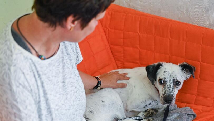 &Auml;ngstliche Hunde bekommen wegen der B&ouml;llerei zu Silvester oft Panikzust&auml;nde und m&uuml;ssen beruhigt werden. (Symbolfoto)