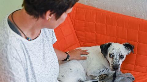 &Auml;ngstliche Hunde bekommen wegen der B&ouml;llerei zu Silvester oft Panikzust&auml;nde und m&uuml;ssen beruhigt werden. (Symbolfoto)