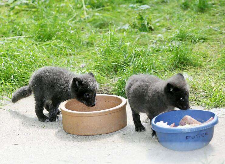 Und sie haben augenscheinlich einen Bären-Hunger.