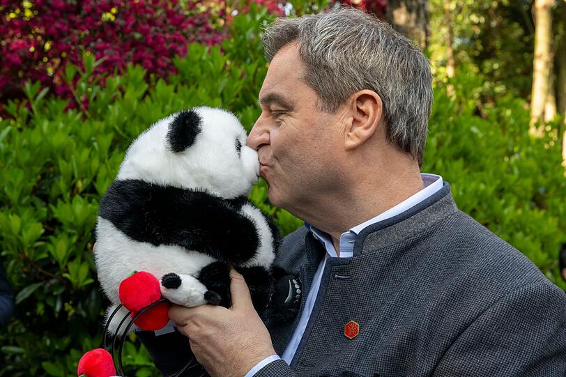 Das Motiv scheint gut anzukommen. Denn "Küss den Panda" heißt es gleich auf mehreren Bildern mit Bayerns Ministerpräsidenten Markus Söder.