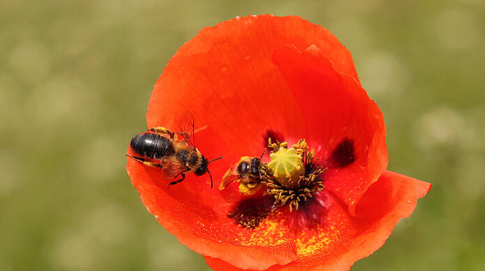 Wildbienen freuen sich über die Pollen von Klatschmohn - durch die Intensivierung der Landwirtschaft schwindet ihr Lebensraum.