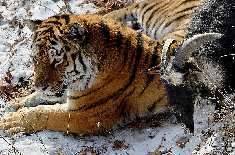 Diese Bilder gingen um die Welt: Tiger Amur und Ziegenbock Timur lebten friedlich zusammen in einem Gehege.