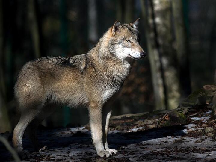 Ein Wolf steht in seinem Freigehege im Tierpark Hexentanzplatz in Sachsen-Anhalt.