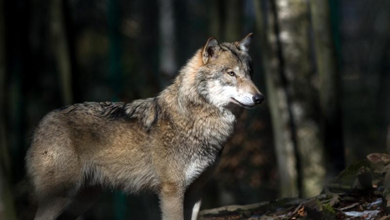 Ein Wolf steht in seinem Freigehege im Tierpark Hexentanzplatz in Sachsen-Anhalt. Ein Wolf steht in seinem Freigehege im Tierpark Hexentanzplatz in Sachsen-Anhalt.