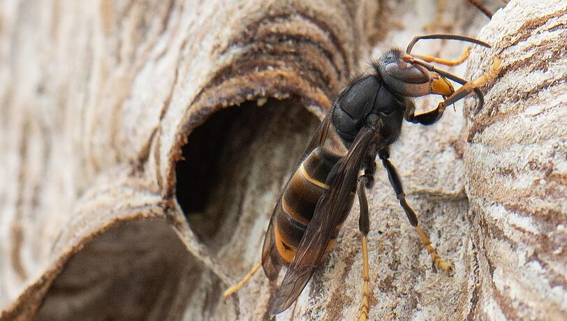 Eine Asiatische Hornisse sitzt auf ihrem Nest. Sie tötet Bienen wesentlich häufiger als die heimische.