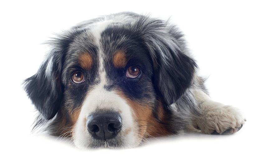 Läuft seinem deutschen Verwandten zunehmend den Rang ab: der Australian Shepherd auf Platz acht.