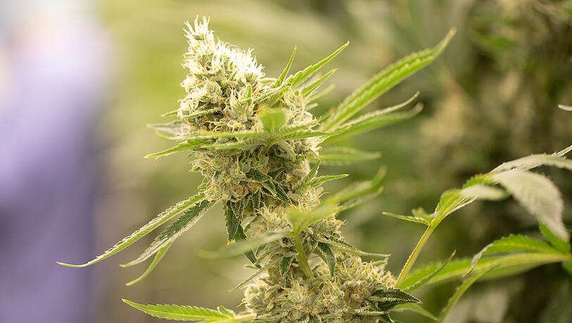 Eine Cannabispflanze blüht.
