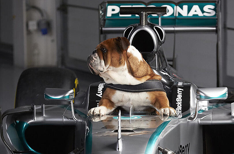 Roscoe erobert das Cockpit seines Herrchens Lewis Hamilton.