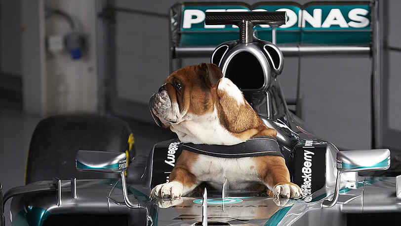 Roscoe erobert das Cockpit seines Herrchens Lewis Hamilton. Roscoe erobert das Cockpit seines Herrchens Lewis Hamilton.