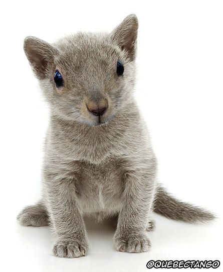 Die absolut verrückten Tierbilder von QuebecTango - Hier: ein Eichkätzchen - Mehr Bilder: www.q-target.co.uk