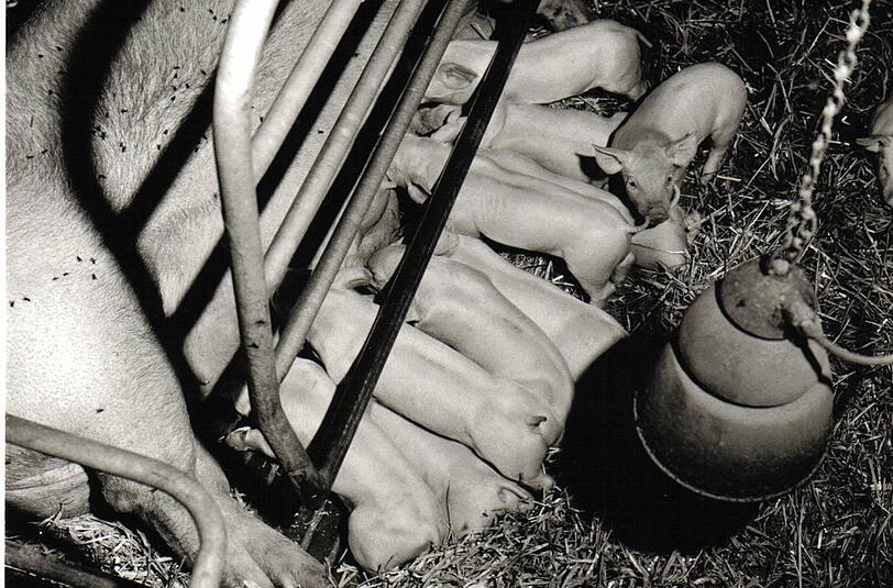 Da hat die Schweine-Hebamme nachgeholfen.