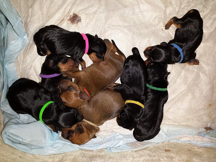 Die acht neugeborenen Zwergpinscher - ihre Eltern Lotte und Willi sind stolz auf den Nachwuchs.