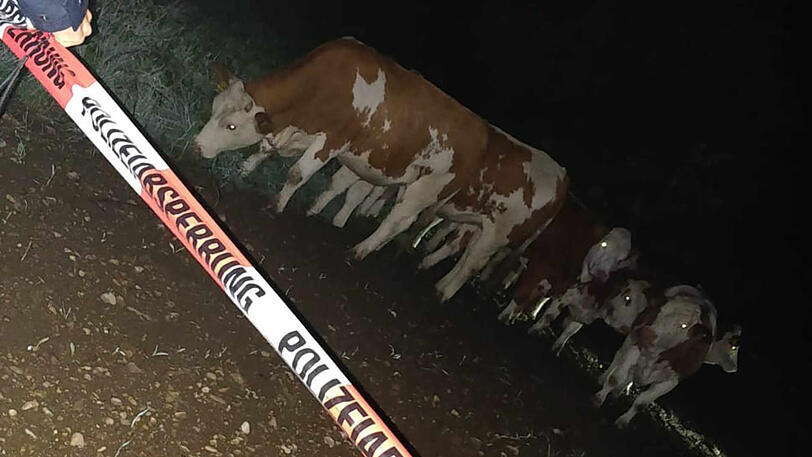 Die Polizei konnte die Rinder mit Absperrband "einkesseln".