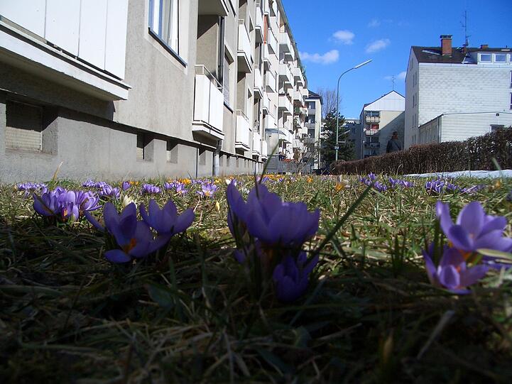 Milbertshofen: Der Frühling ist nicht mehr aufzuhalten.