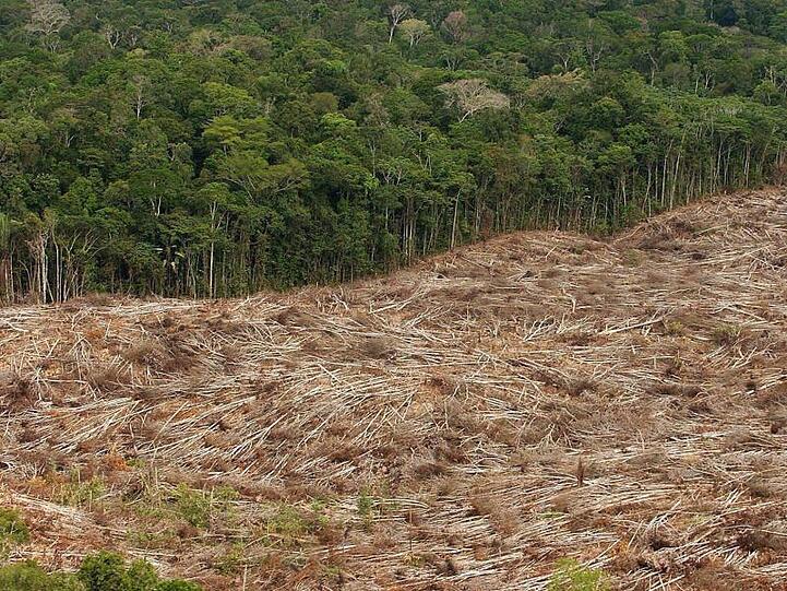 Abholzung des Regenwalds im Amazonasgebiet in Brasilien.