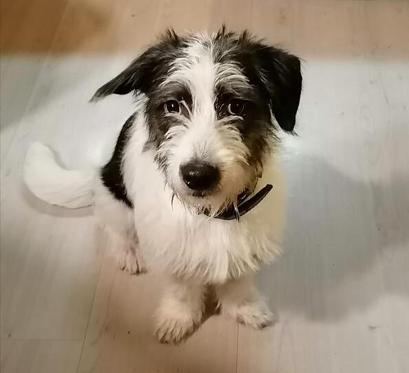 Monty