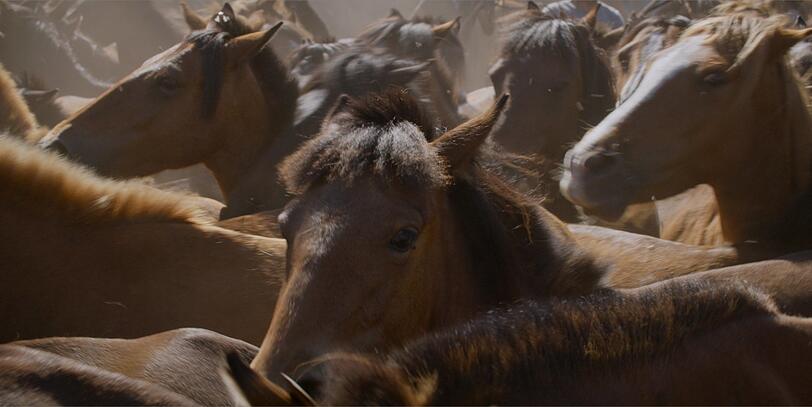 "Only on Earth": In Galicien existiert die größte Wildpferdpopulation Europas (Fr, 21 Uhr, City).
