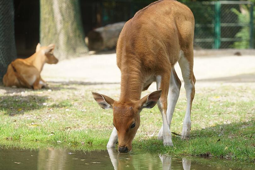 Die Banteng-Familie hat mit dem Nachwuchs jede Menge Trubel auf der Anlage. Sie niedlichen Bilder...
