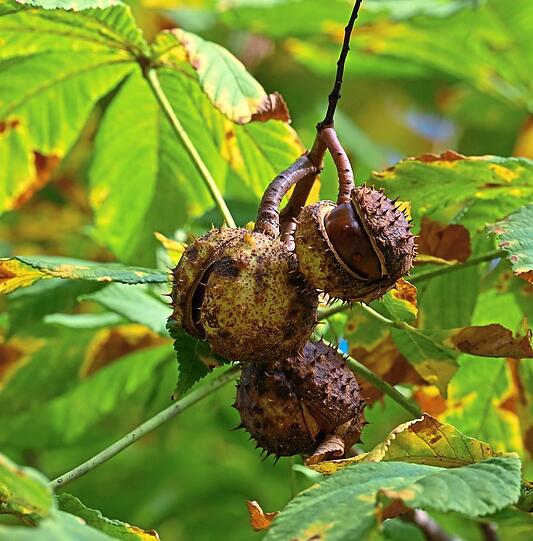 Herbstzeit ist Kastanienzeit: Jetzt warten sie wieder in Hülle und Fülle auf fleißige Sammler.