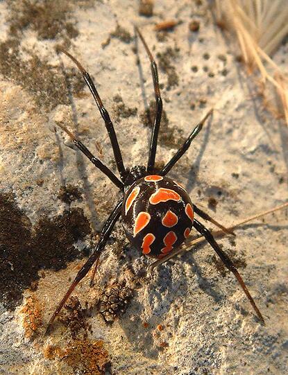 Die europäische Schwarze Witwe oder Malmignatte (Latrodectus tredecimguttatus) kommt in Süd- und Südosteuropa, Nordafrika, dem Nahen Osten sowie in West-und Zentralasien bis nach China vor. Die Symptome eines Bisses der nur knapp einen Zentimeter großen Spinne ähneln denen der eng verwandten Amerikanischen Schwarzen Witwe Latrodectus mactans, sind aber weniger stark.