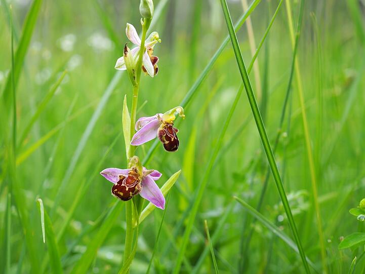 Neuerdings Münchnerin: die Bienen-Ragwurz. Die sehr seltene und geschützte Orchidee kommt sonst in sehr warmen Gegenden Europas, in Nordafrika Kaukasien und Vorderasien vor.