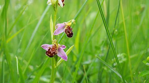 Neuerdings Münchnerin: die Bienen-Ragwurz. Die sehr seltene und geschützte Orchidee kommt sonst in sehr warmen Gegenden Europas, in Nordafrika Kaukasien und Vorderasien vor.