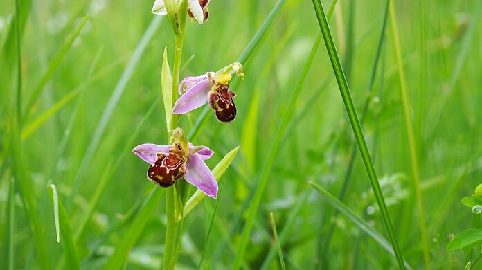 Neuerdings Münchnerin: die Bienen-Ragwurz. Die sehr seltene und geschützte Orchidee kommt sonst in sehr warmen Gegenden Europas, in Nordafrika Kaukasien und Vorderasien vor.