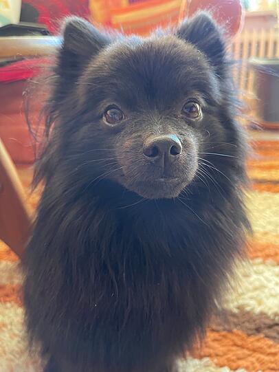 Baloo