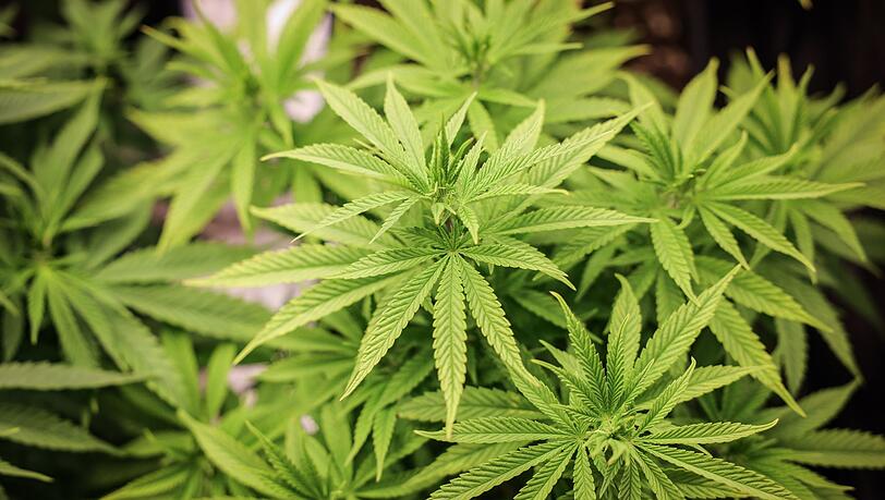 Cannabispflanzen (ca. 4 Wochen alt) in ihrer Wachstumsphase stehen in einem Aufzuchtszelt unter künstlicher Beleuchtung in einem Privatraum.