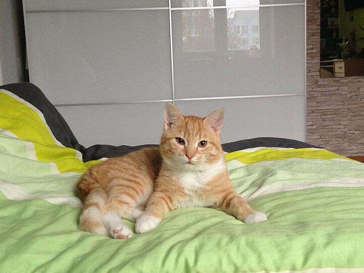 Hugo