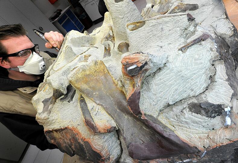 Ein Präparator legt in seinem Labor im Dinopark in Münchehagen (Niedersachsen) versteinerte Europasaurus-Knochen frei.