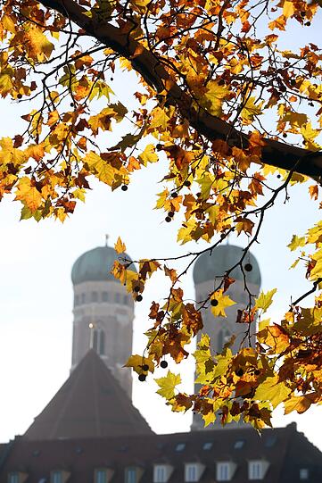 Hauben hinter Ahorn: die Frauenkirche mit Herbstbaum.