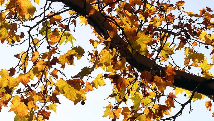 Hauben hinter Ahorn: die Frauenkirche mit Herbstbaum.