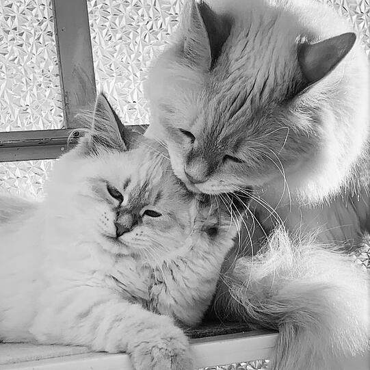 Greysi & Bailey