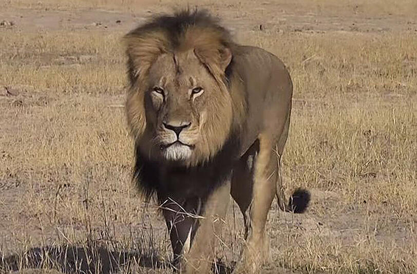 Löwe Cecil war ein Star im Tierreich.